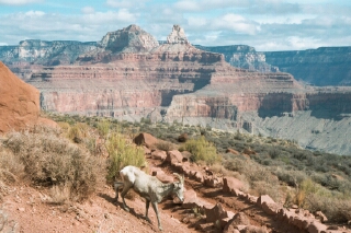 Canyon goat